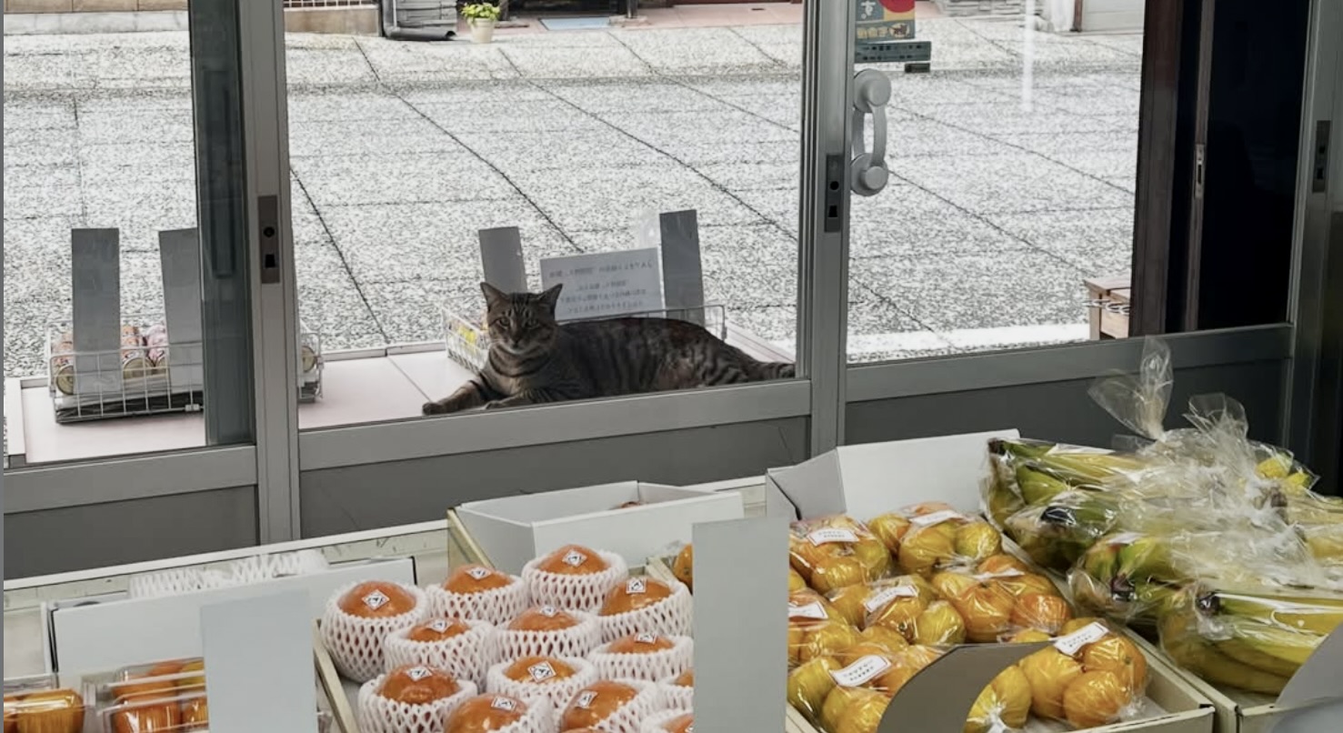 福直フルーツの店先から店内を見守る猫